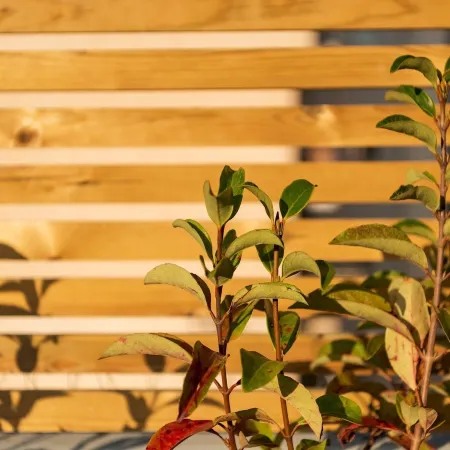 Royal Premium Apartment -120sq -common Terrace
