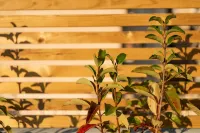 อพาร์ทเมนต์พรีเมี่ยมรอยัล -120 ตารางเมตร - ระเบียงส่วนกลาง