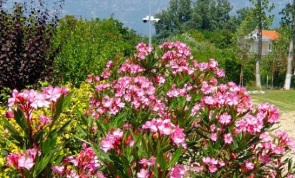 Nerium Garden Inn Tirana Airport