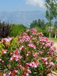 Nerium Garden Inn Tirana Airport Hotels in Kruje