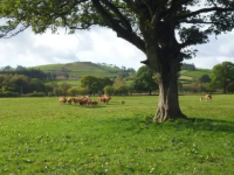 Tynddol Barn