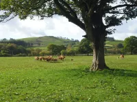 Tynddol Barn