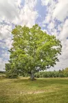 Pet-Friendly and Peaceful Northern Michigan Gem - Homestays