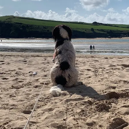 Cosy Family Cottage with Dog-Friendly Garden, Near Rock, Polzeath & Padstow