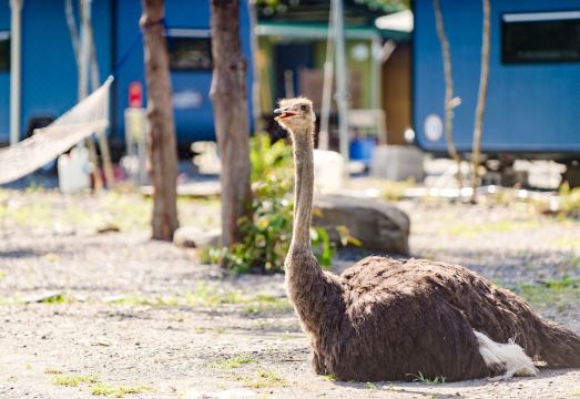 5. 타이 핑 산 인..