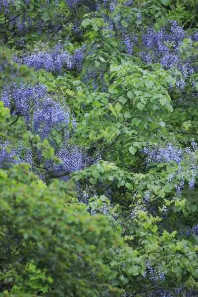 ホテル周辺 鶯宿温泉 長栄館の写真