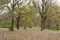 World Cup Matches Just 5 Min Away!  75" TV, King Bed, Lg 1 Acre Yard, Sleeps 8