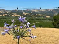 Private Cabin with Views on 16 Acre Estate