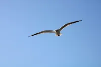 Appartement à 150m de la Grande Plage Hôtels à : Saint-Cast-le-Guildo