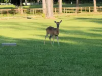 "General Store" at Oak Arbor Hotels in Houston County