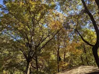 DOUBLE DECKER CONDO! LARGE GROUPS! NEXT TO CAMPUS!