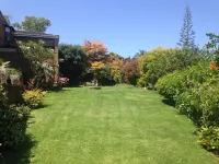 Blue Fern of Knysna