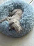 Studio at Beechworth next to the forest. Pet friendly but please let us know. .