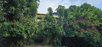 River and swimming pool cabin Hotels in 