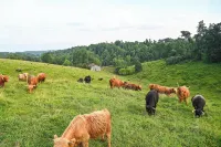 Cabin on Working Highland Cattle Farm in Kentucky Hotel a Jackson County