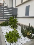 Fiori di Quercia