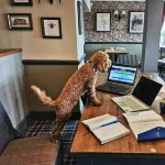 The Wheatsheaf Hotel Hotels in Corbridge
