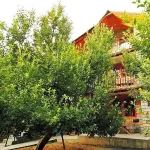 Apple Orchard Farm and Camping Hotels in Kullu
