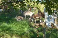 Vacation apartment at Bädle, approx. 50 sqm - Quiet vacation apartment in the countryside