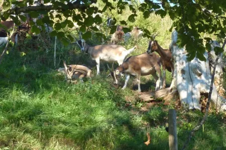 Vacation apartment at Bädle, approx. 50 sqm - Quiet vacation apartment in the countryside