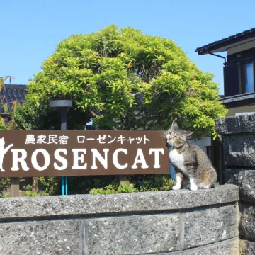Rosencat