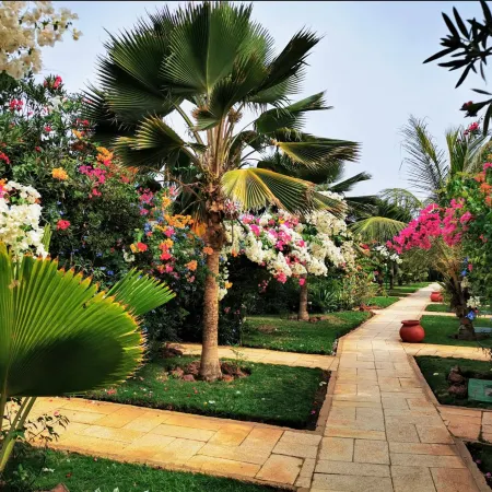 Royal Horizon Baobab