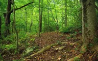 Tranquil Cardinal Hill Cabin- Perfect for Relaxation & Exploration. Pet Friendly