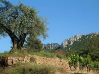 In Provence, Family Apartment, 2-4 People