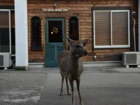 The Deer Park Inn Hotels in der Nähe von Nigatsu-do
