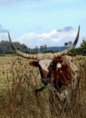 Entire House Luxury Farm Stay w Animals Hot Tub