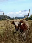 Entire House Luxury Farm Stay w Animals Hot Tub