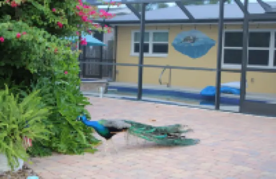 Space Coast Family Getaway Beach+Pool+Spa The Sea Turtle Cottage