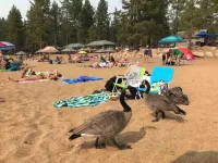 PineCone Lodge - 3 bed/2 bath - South Lake Tahoe (sleeps 6) - 4-Star