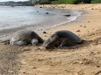 Kauai Vacation Rental - Kuhio Shores 319–Oceanfront, Sunset Views, A/C! - Boutique