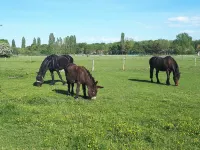 GITE LE PLATANE Hotels in Monswiller