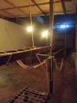 Iguana Coliving