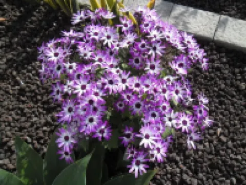 Villa Julia Comfortable holiday residence