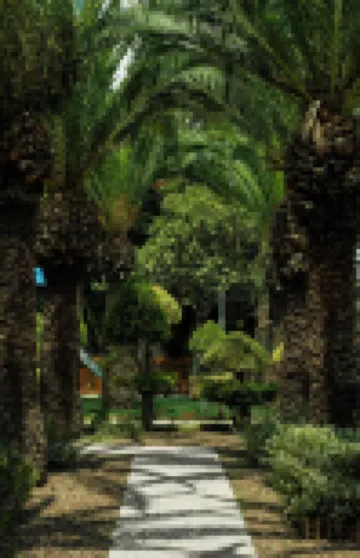 NALU Latchi Leonardo Limited Edition