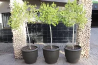 Cottonwood Guesthouse Oasis - ที่มีสระว่ายน้ำ