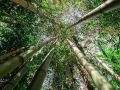 songbirds-rainforest-retreat