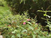 Meishan Xinya Homestay