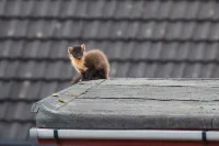 Dog-friendly lochside chalet with balcony, stunning mountain views!