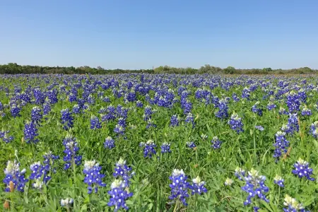 Country Comfort Apartment 8 miles from Round Top