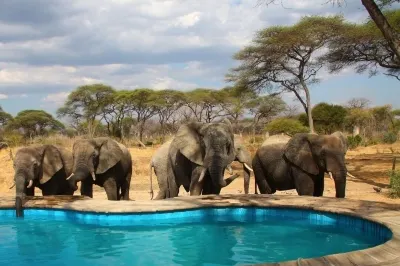 Elephant Lodge Hotels near Babu Asali Shop