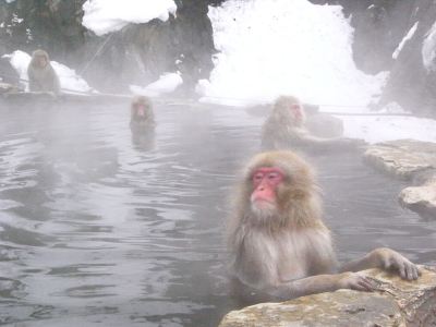 ホテル周辺 湯田中温泉 よろづやの写真
