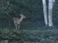 Silver Birch Suite - Professionally designed Guest Suite ケンブリッジのホテル