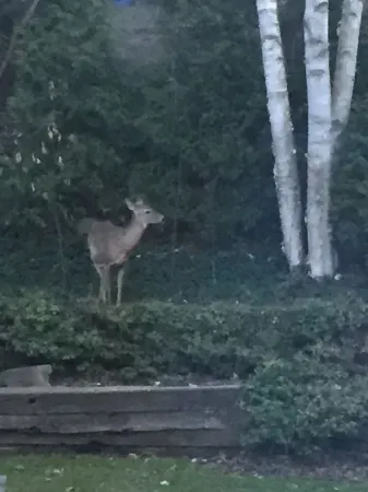 Silver Birch Suite - Professionally designed Guest Suite