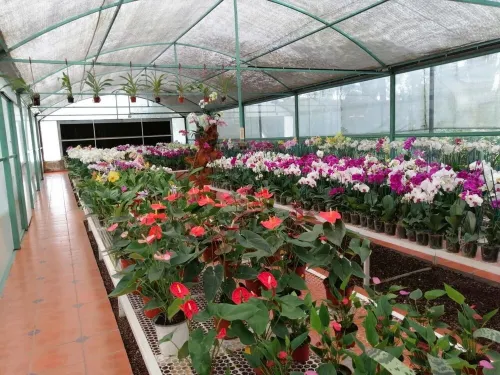 Casa Cactacea, Alberca, Garden, Fogata, Camino a Ticuman. 10 people