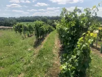 Charming house with vineyard view Hotels in Moze-sur-Louet