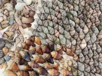 A Tropical Breeze Beach Club - Anna Maria Island Hotels in Holmes Beach